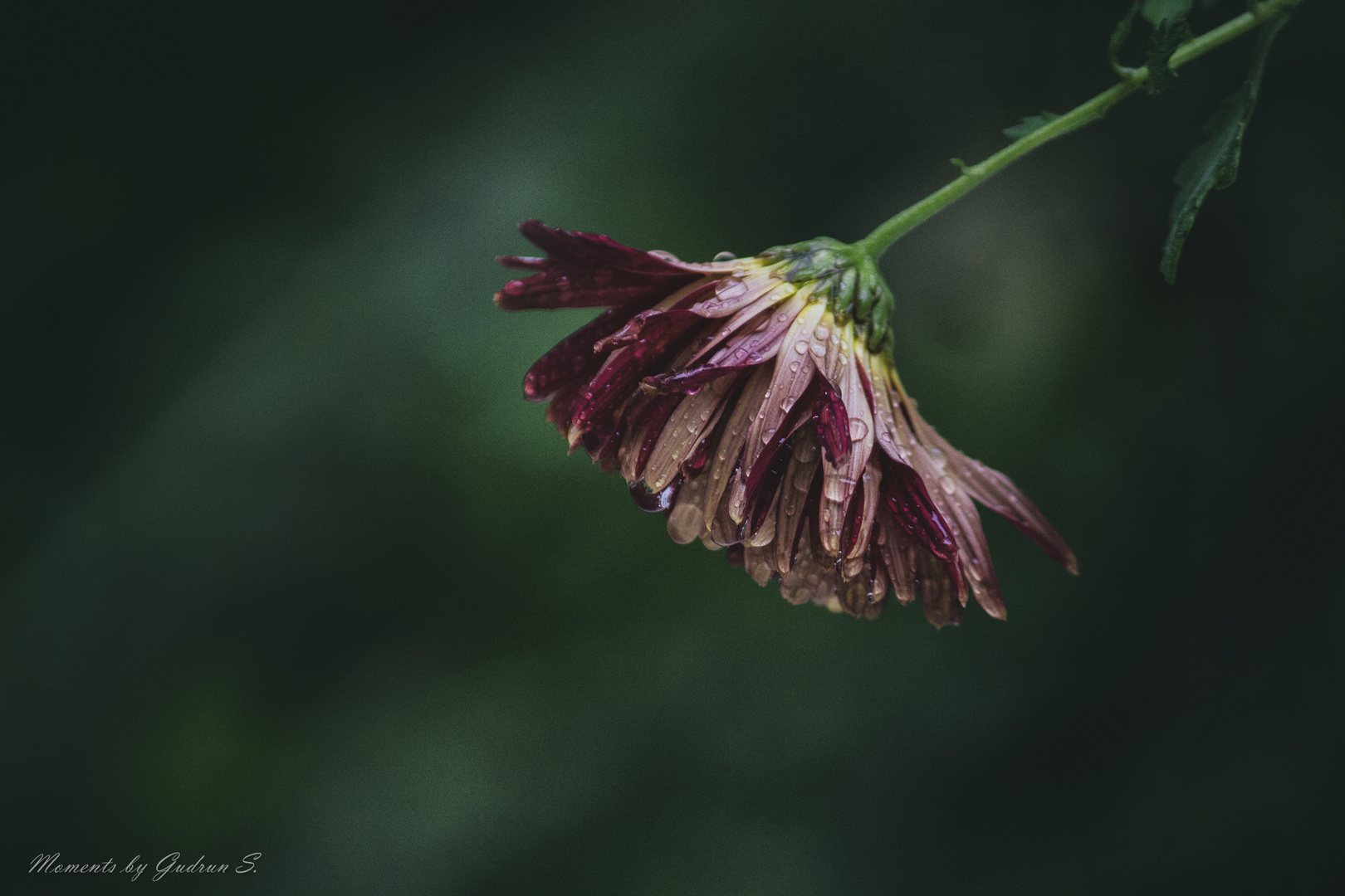 Herbstblume im Regen