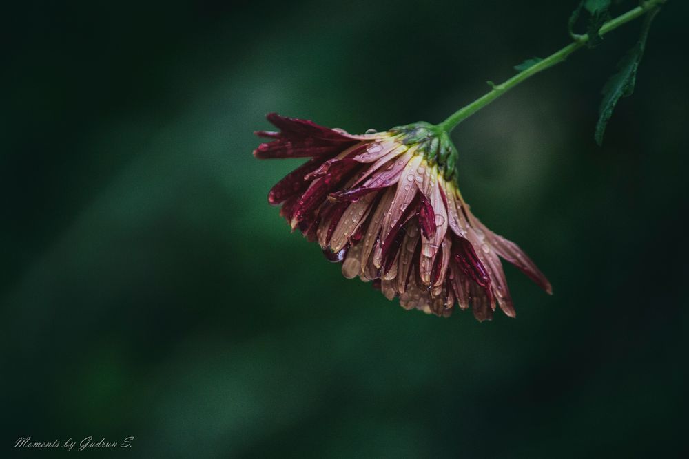 Herbstblume im Regen