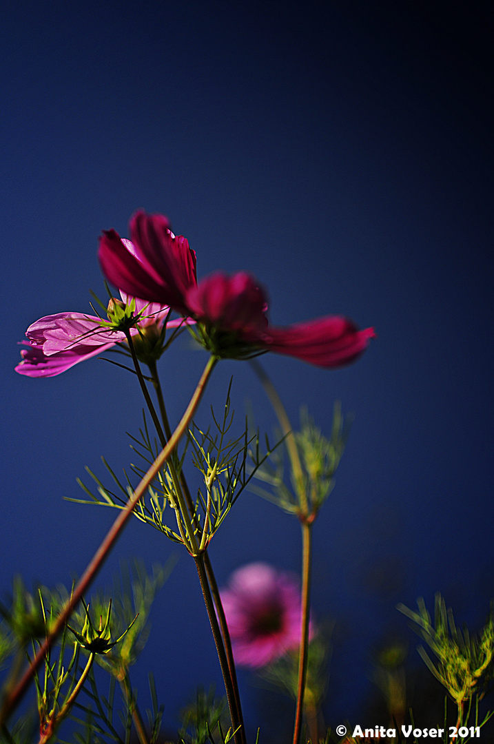 Herbstblume im Sommerglanz