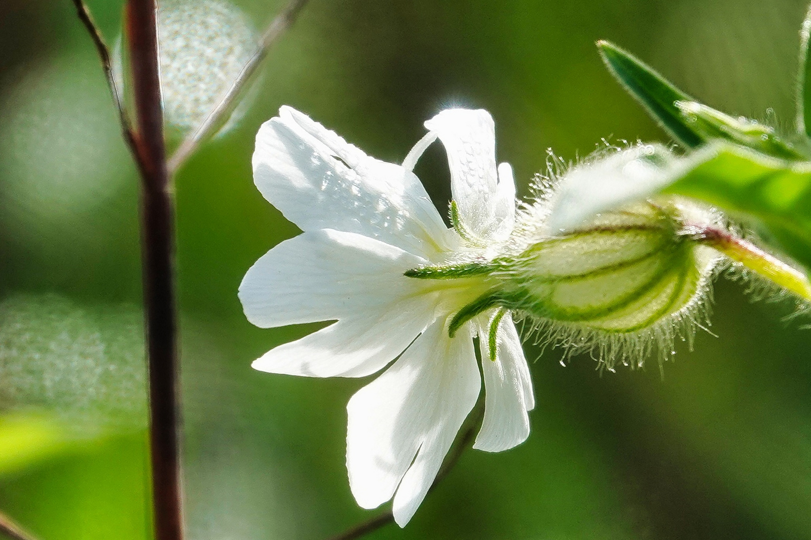 Herbstblume im Wald