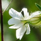 Herbstblume im Wald