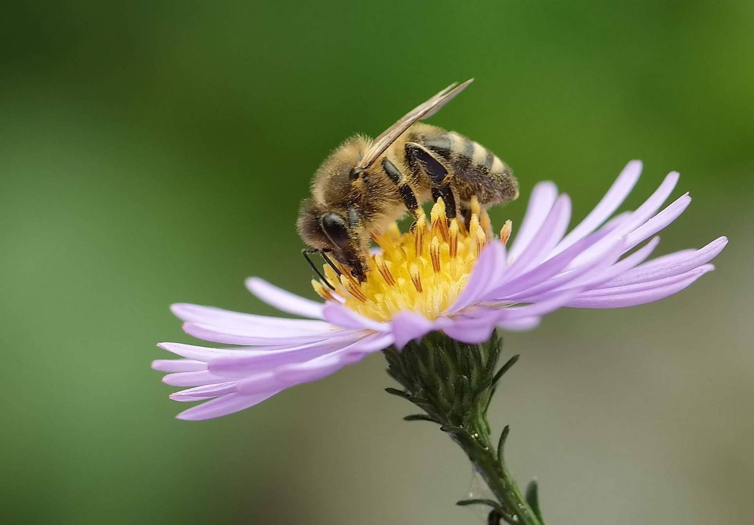 Herbstblume mit Besuch