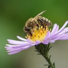 Herbstblume mit Besuch