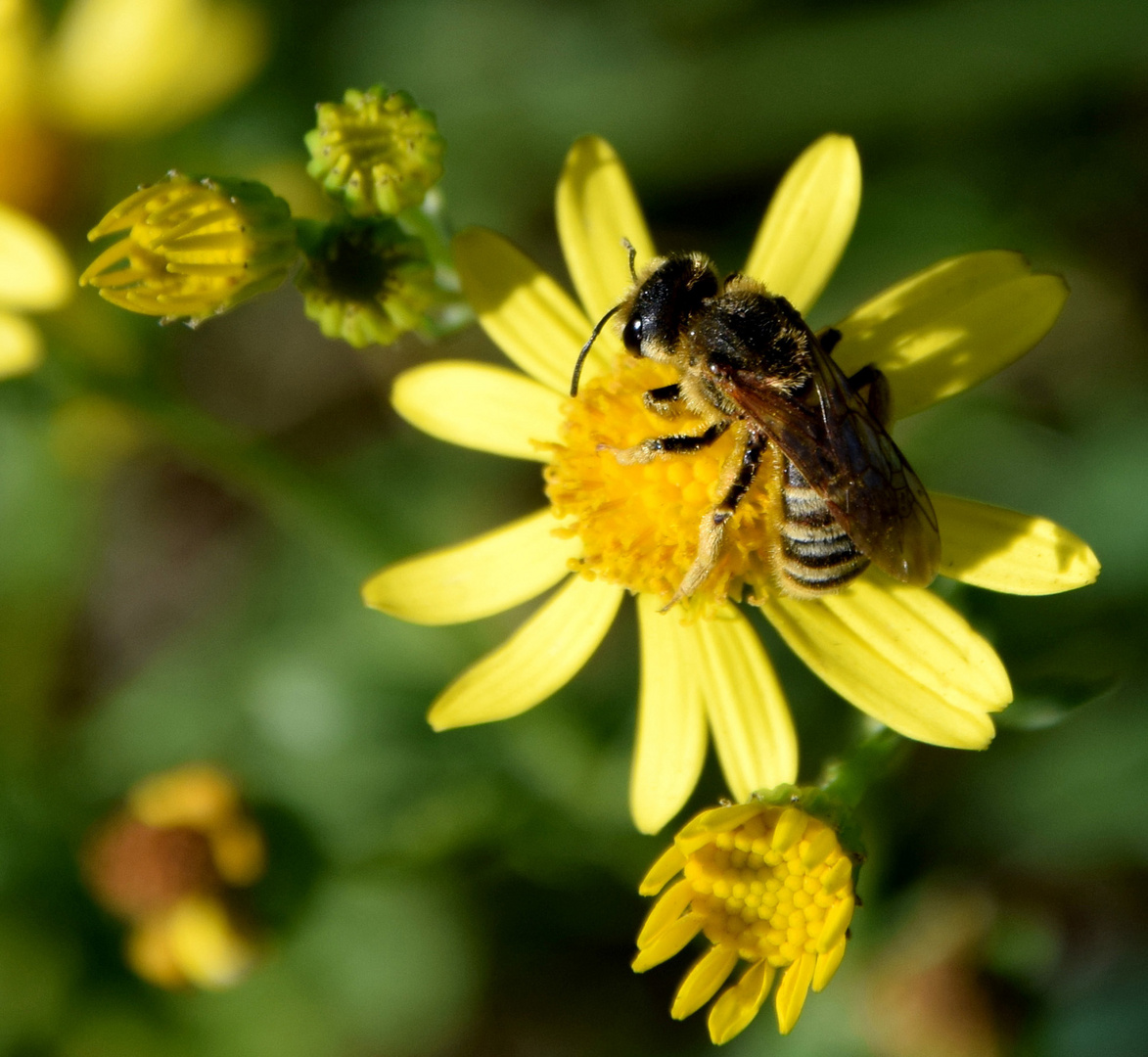 Herbstblume mit einer  Anthophila