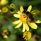 Herbstblume mit einer  Anthophila