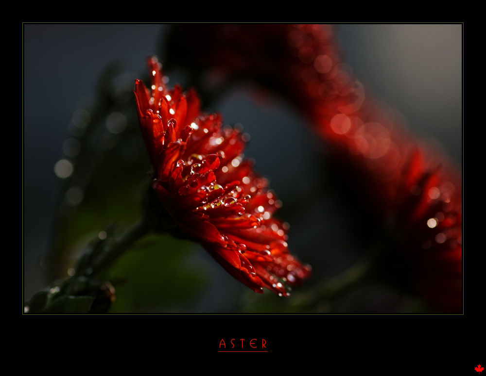 Herbstblume mit fünf Buchstaben.. ) Foto & Bild stillleben