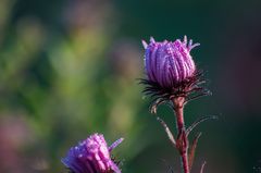 Herbstblume mit Tautropfen am Morgen