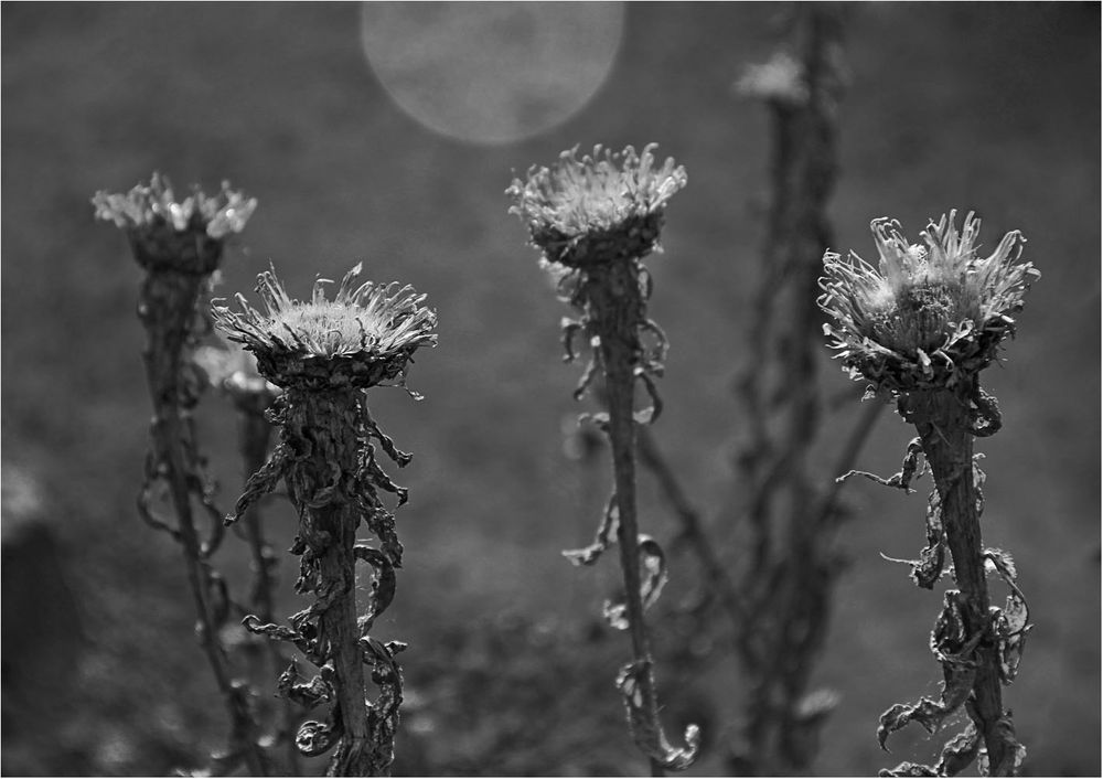 Herbstblumen