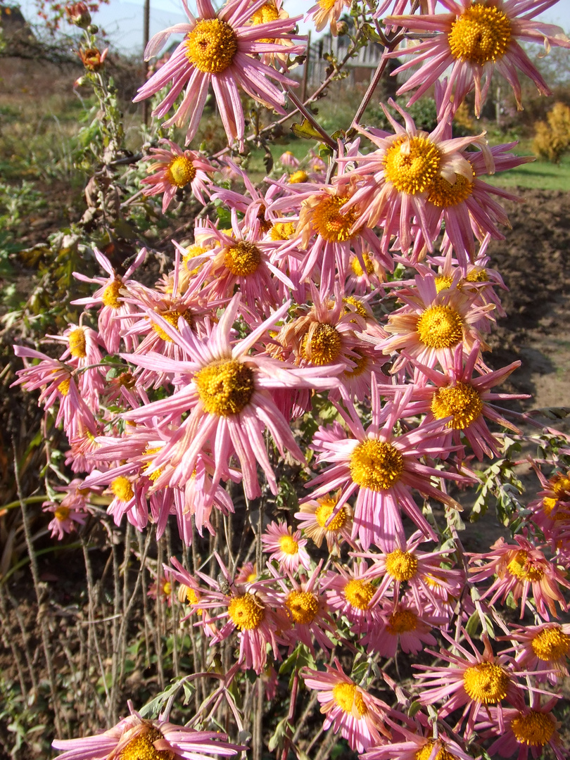 Herbstblumen