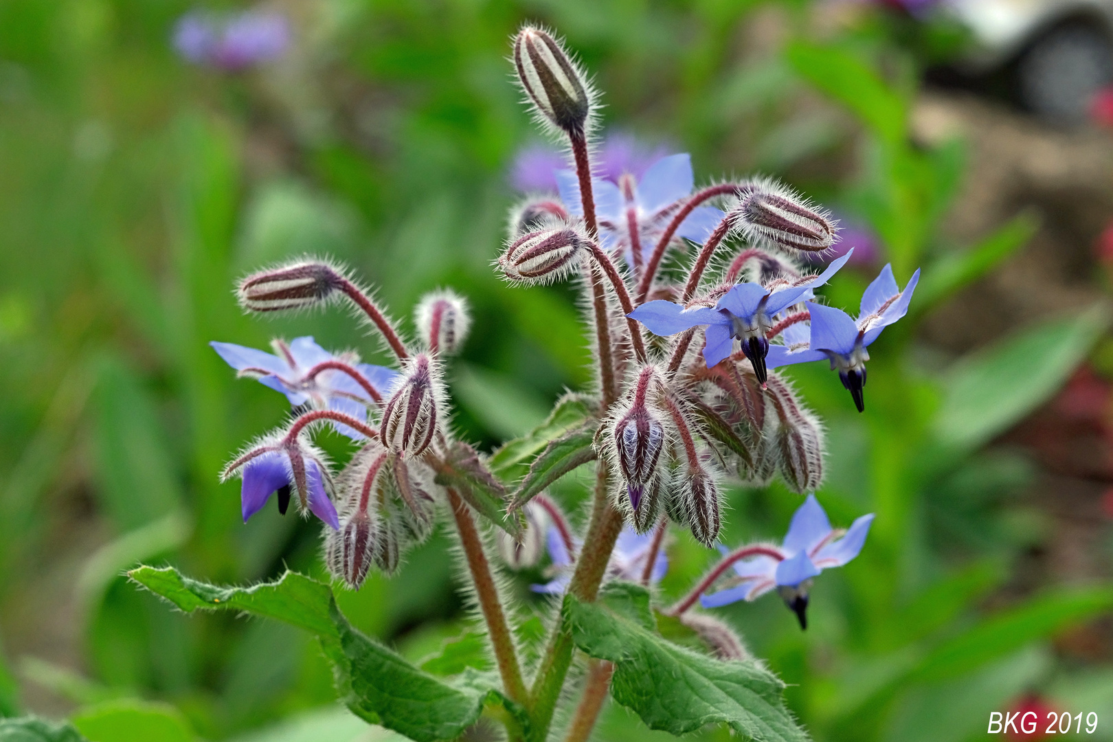 Herbstblumen 1