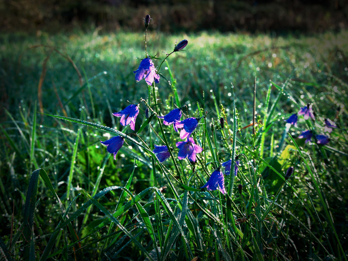 Herbstblumen 1