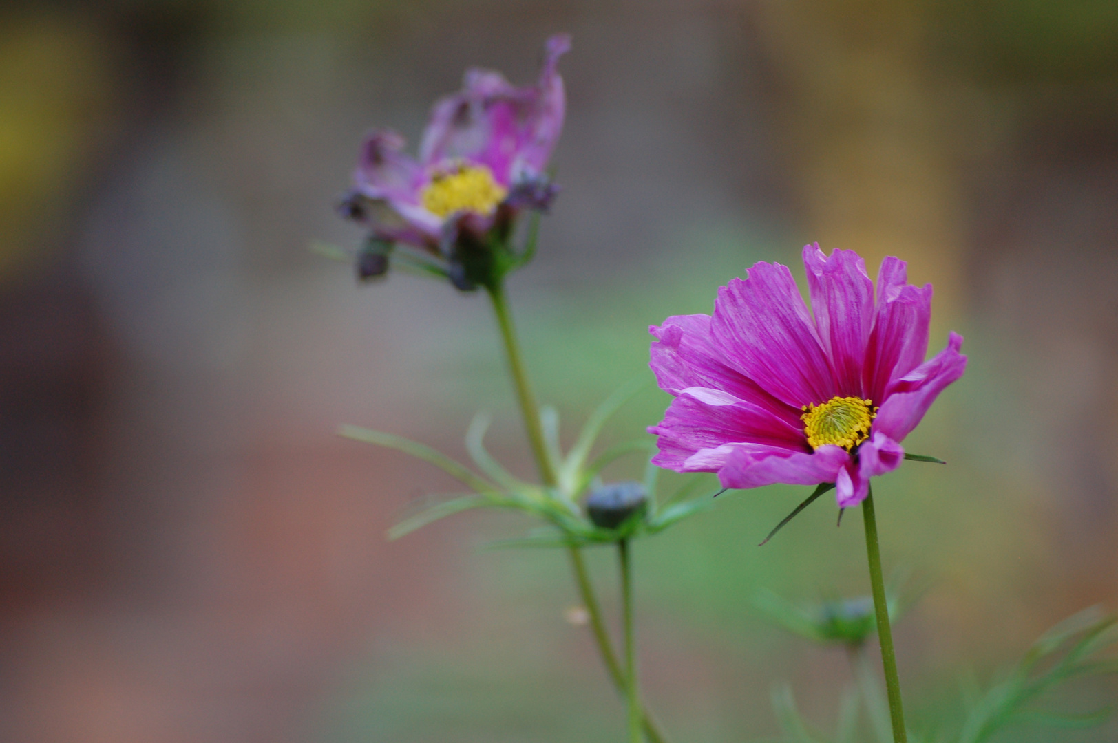 Herbstblumen 11