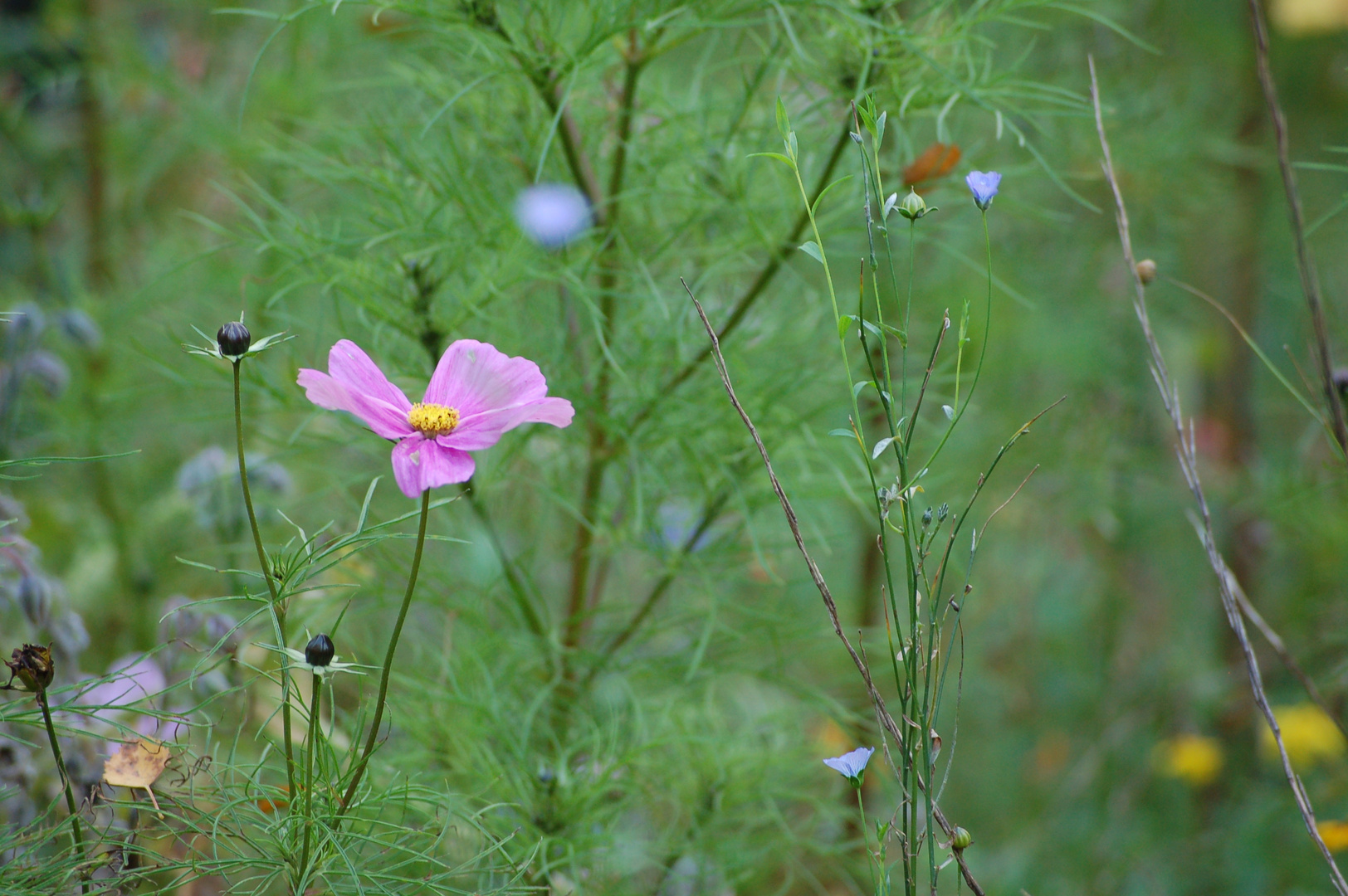 Herbstblumen 12