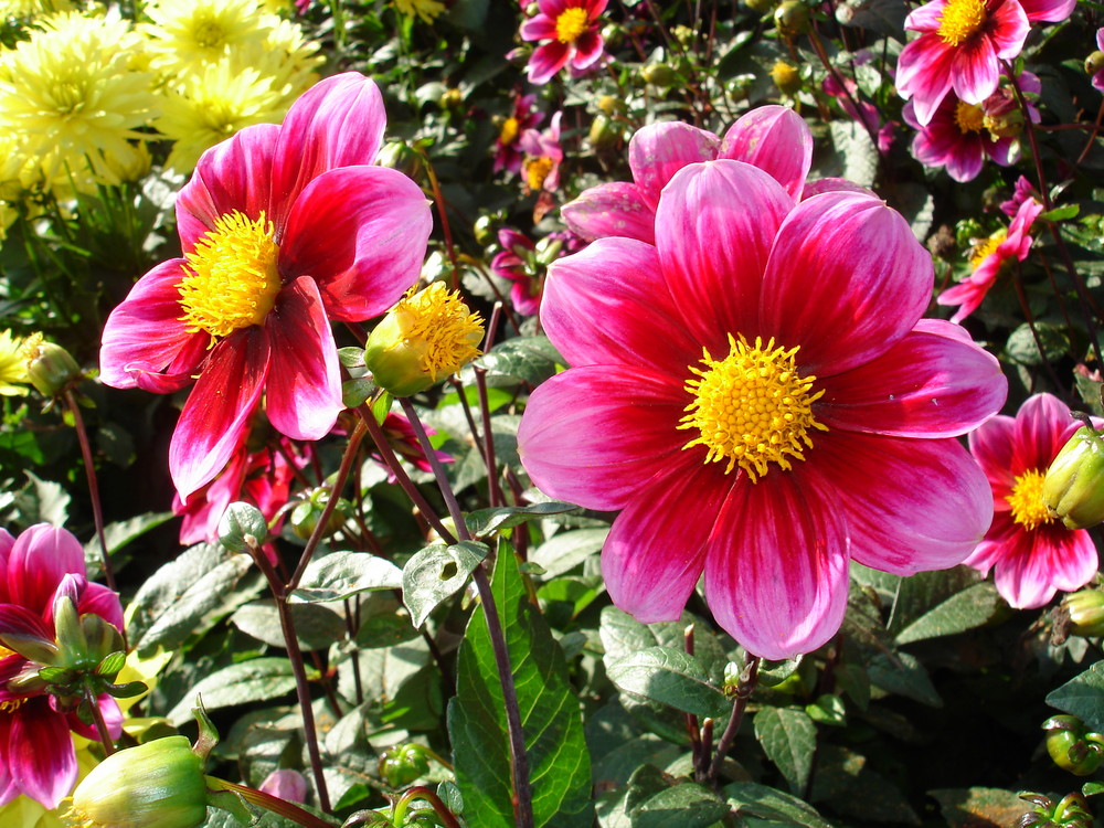 39 Herbstblumen Bilder Kostenlos Besten Bilder Von Ausmalbilder