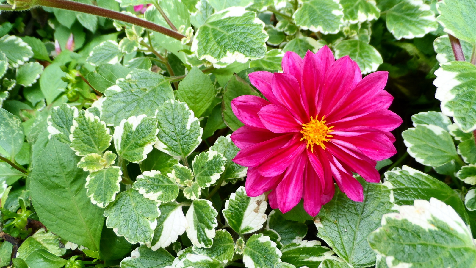 Herbstblumen