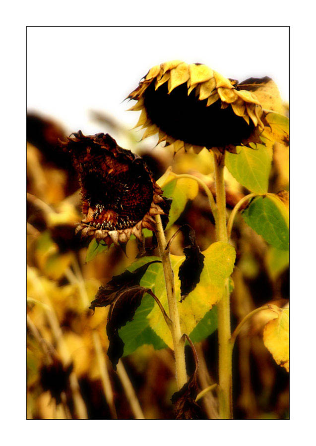 Herbstblumen #2