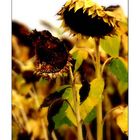 Herbstblumen #2