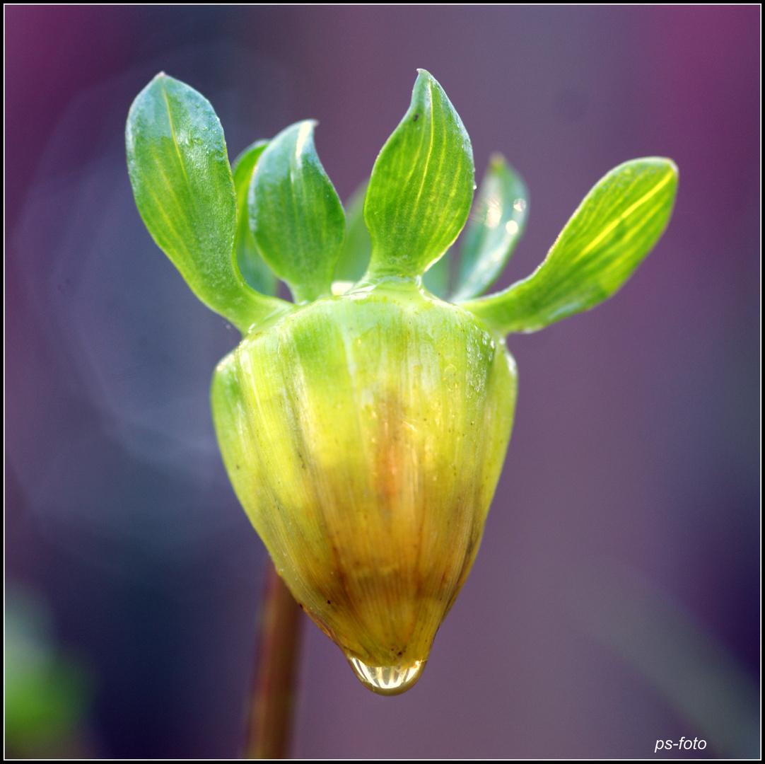 Herbstblumen 2