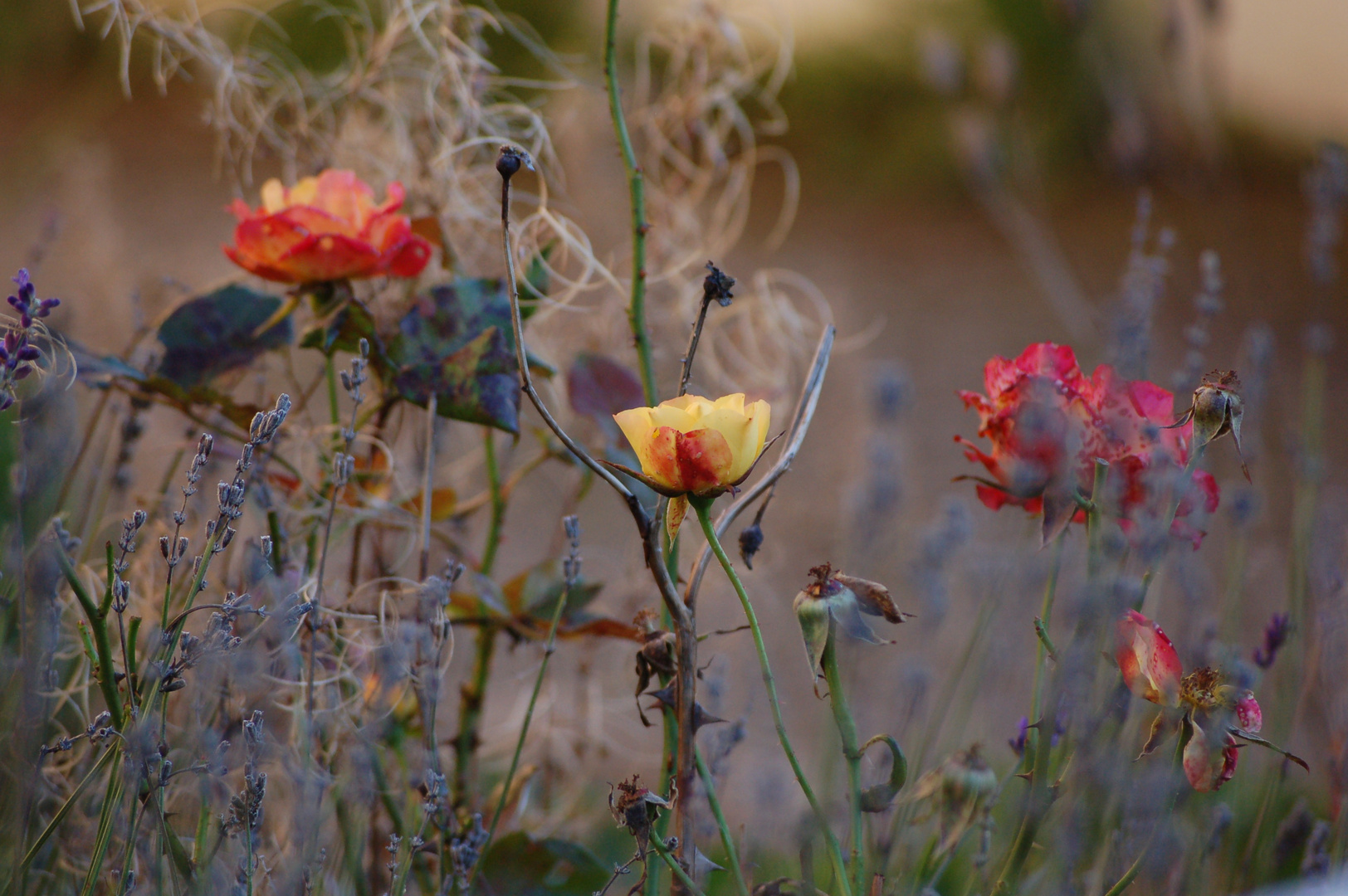 Herbstblumen 2