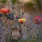 Herbstblumen 2