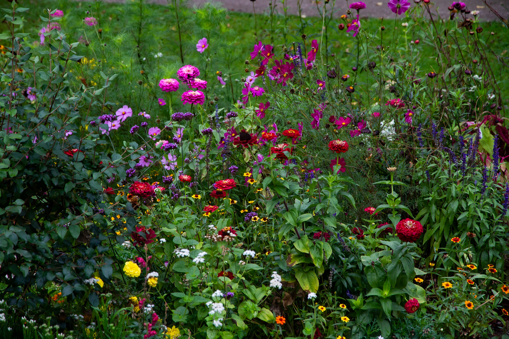 Herbstblumen