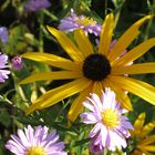 Herbstblumen