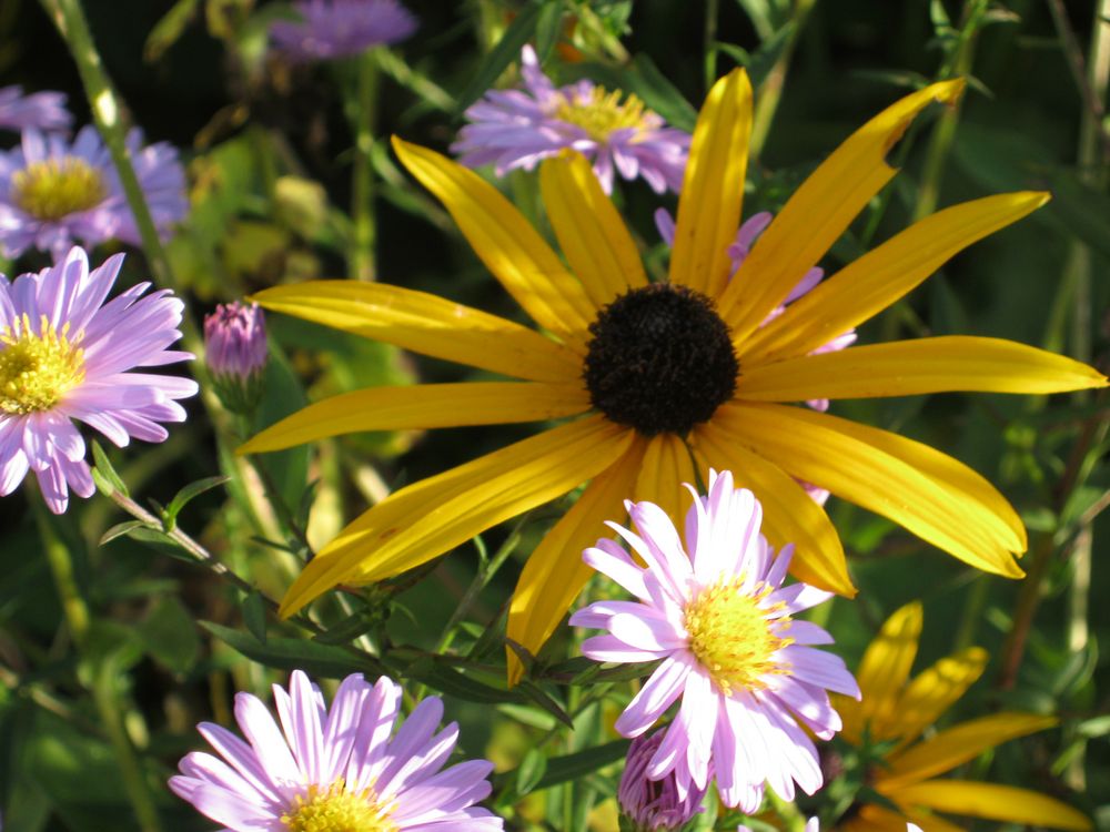 Herbstblumen