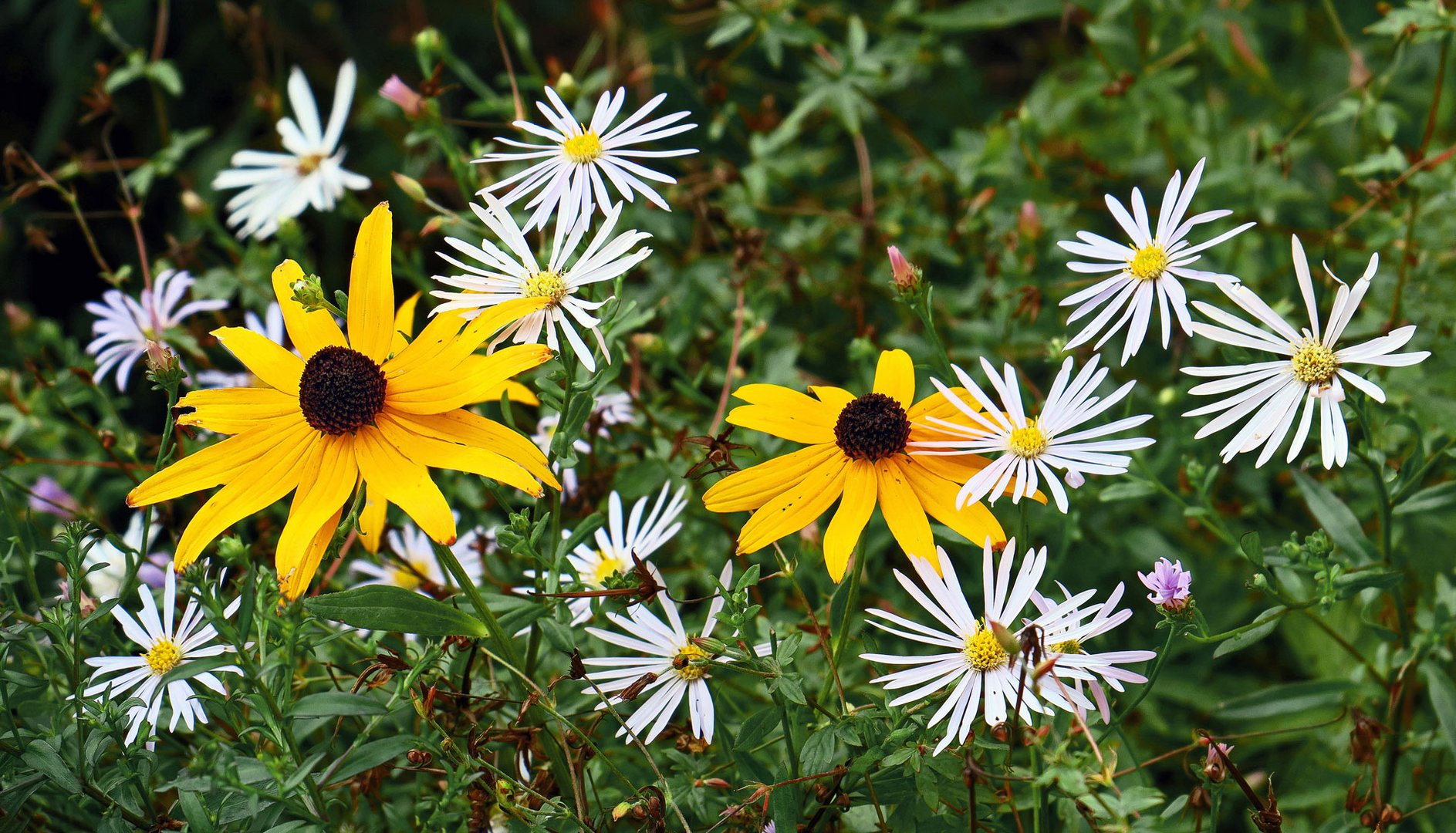 Herbstblumen