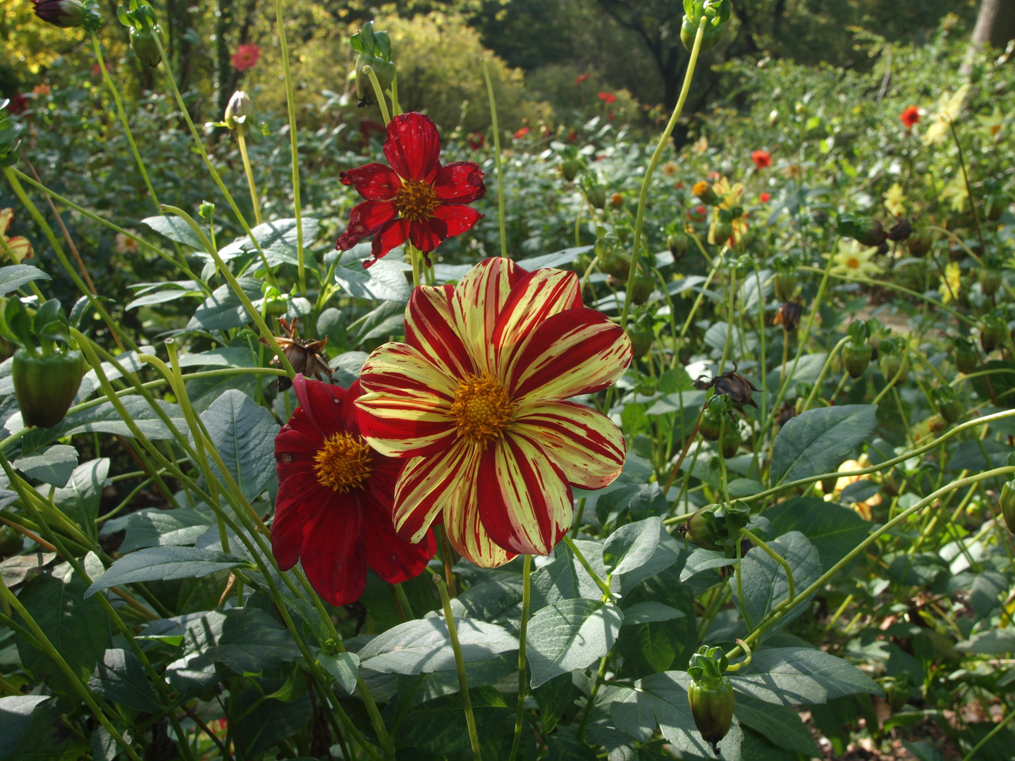 Herbstblumen