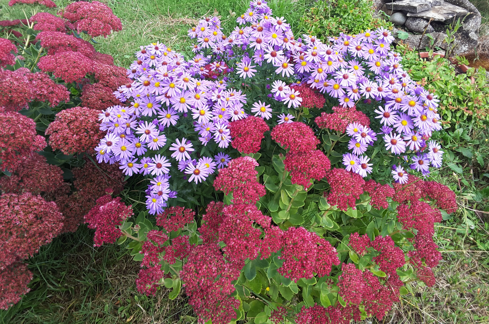 Herbstblumen