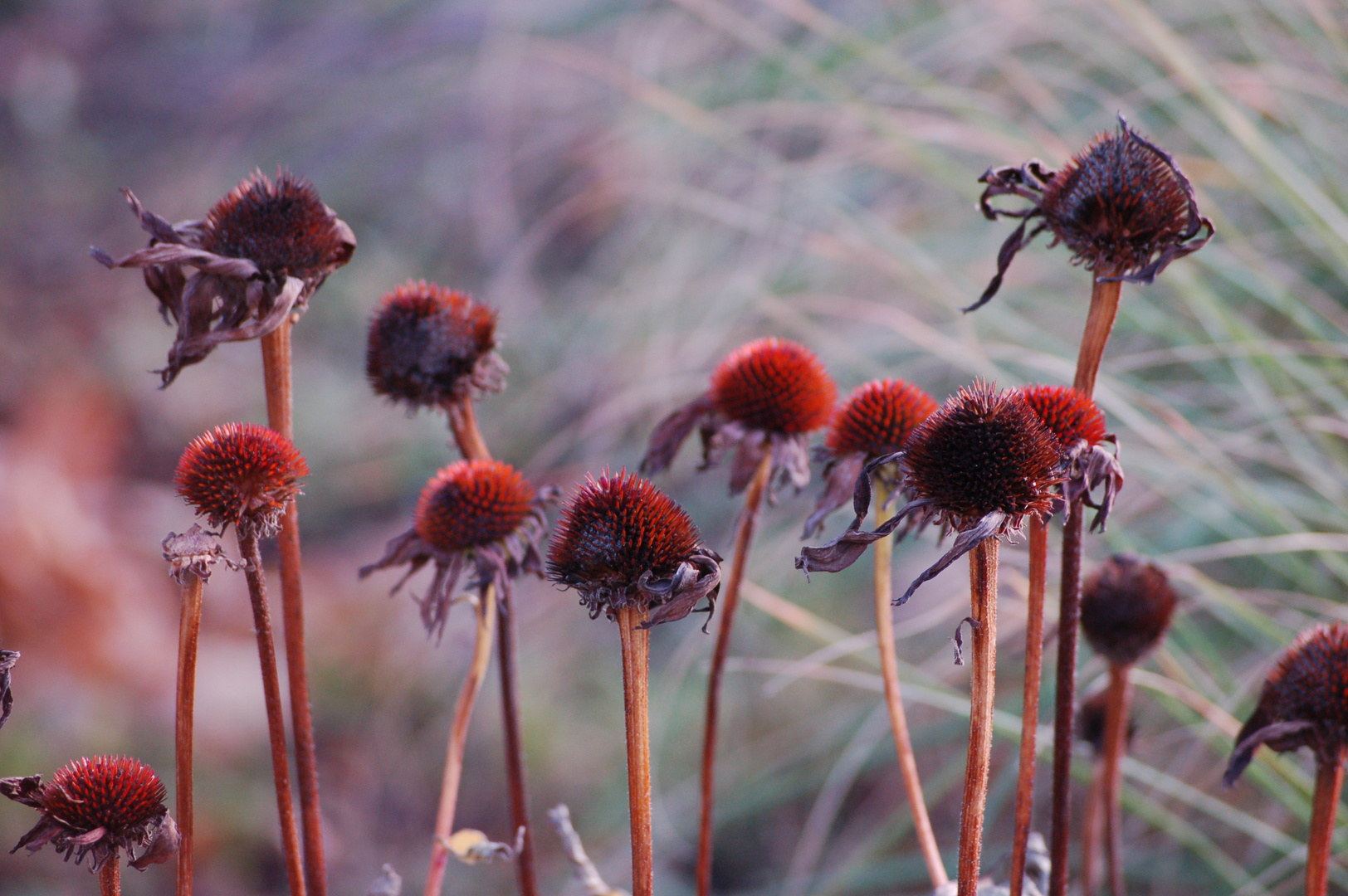 Herbstblumen 3