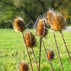 Herbst"blumen"