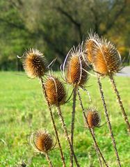 Herbst"blumen"