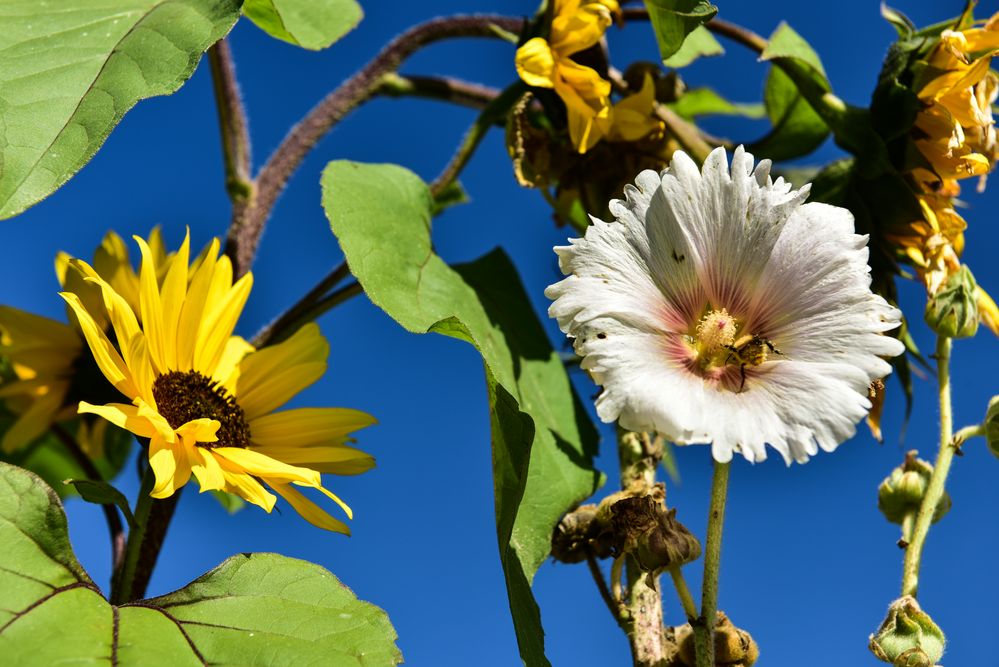 Herbstblumen