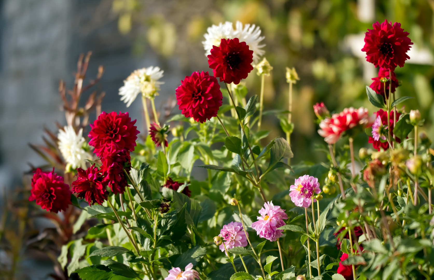 Herbstblumen