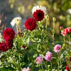 Herbstblumen