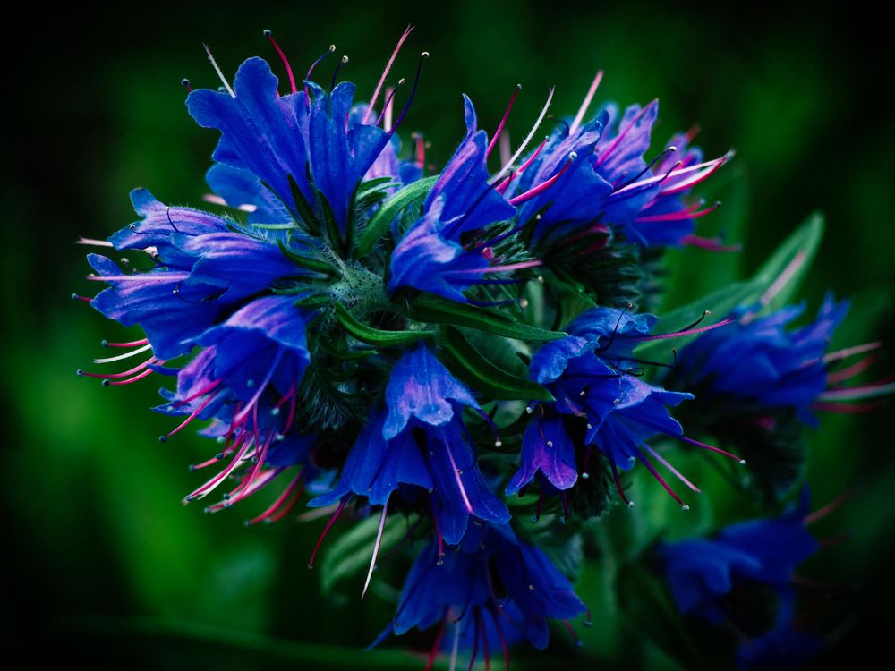 Herbstblumen 4