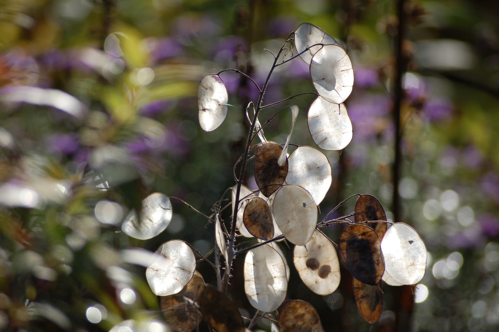 Herbstblumen 4