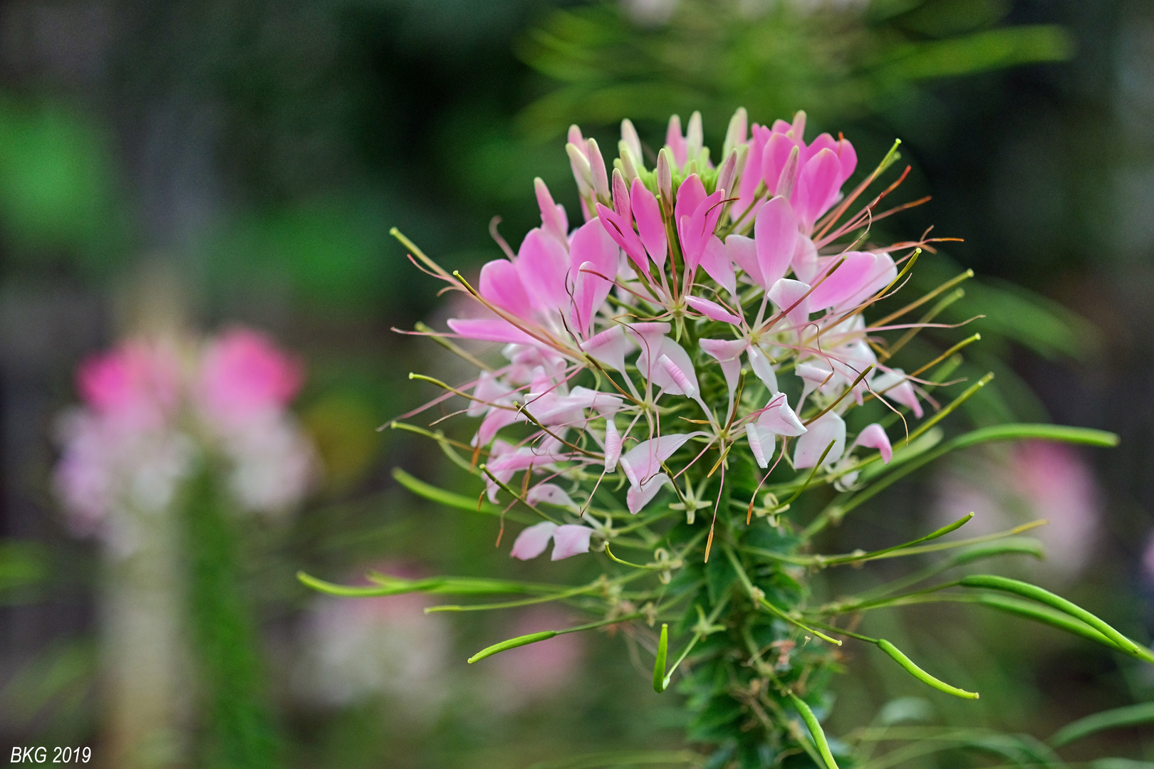 Herbstblumen 4