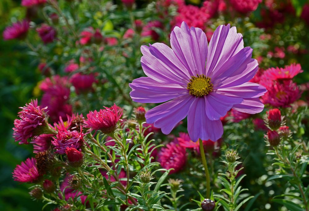 Herbstblumen