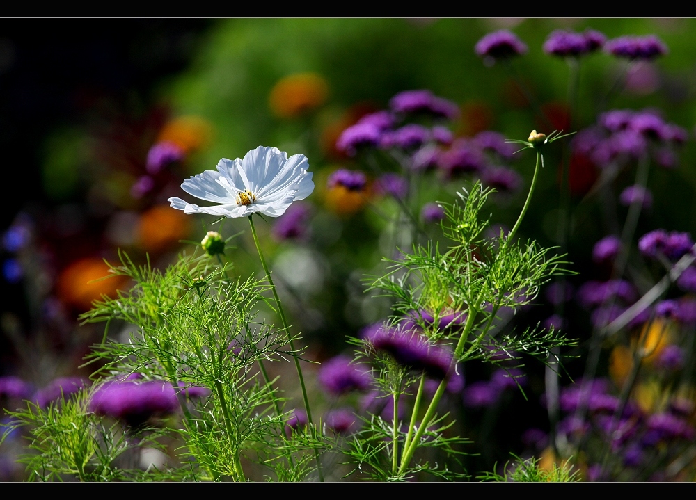 Herbstblumen