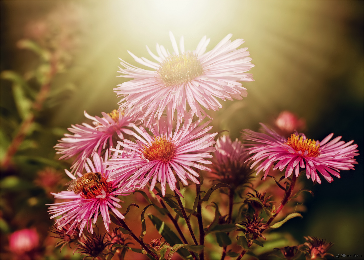 Herbstblumen Foto & Bild outdoor, licht, natur Bilder auf