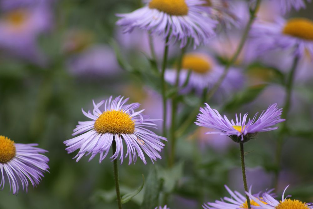 Herbstblumen by itschie 