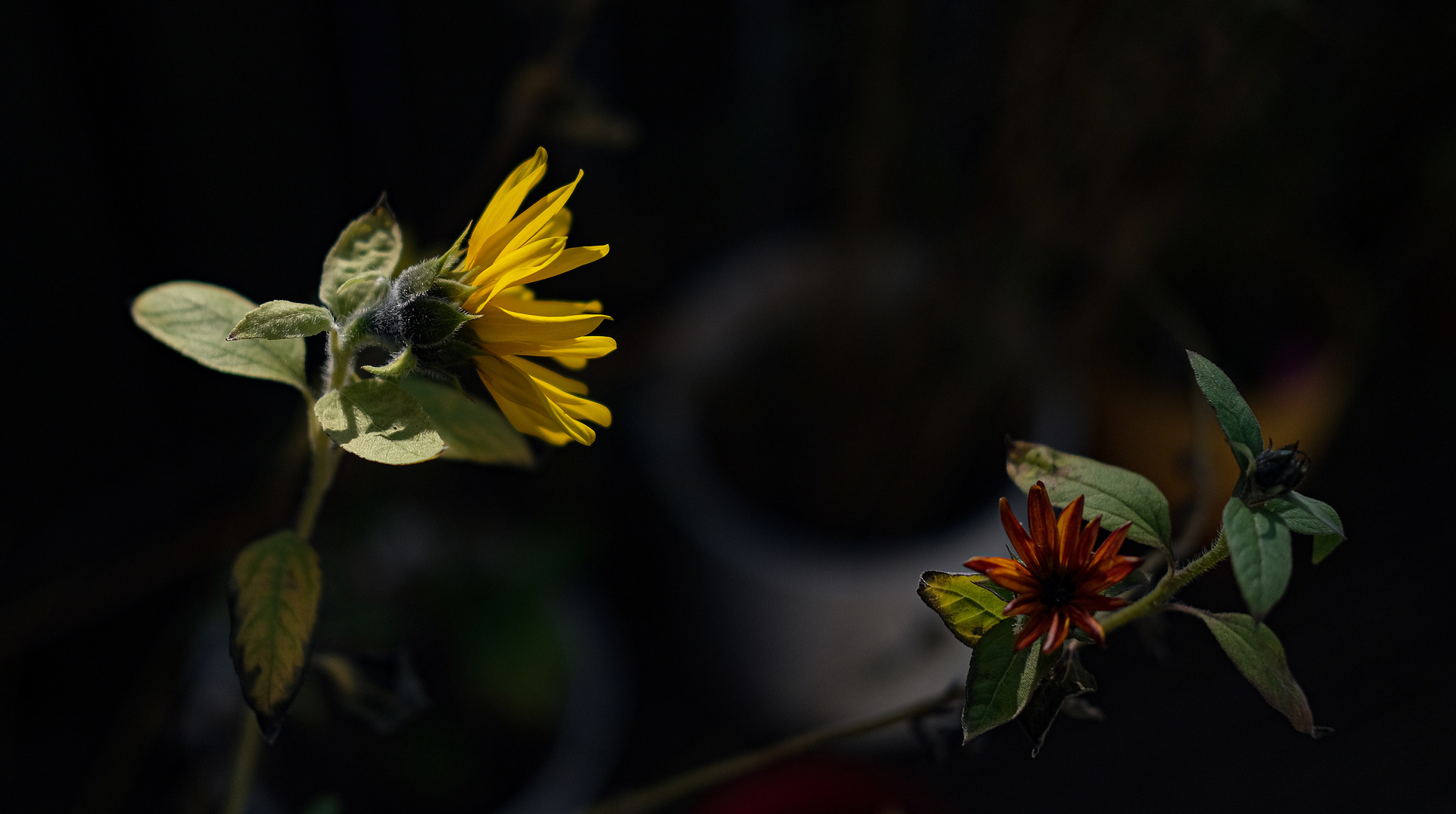 Herbstblumen 