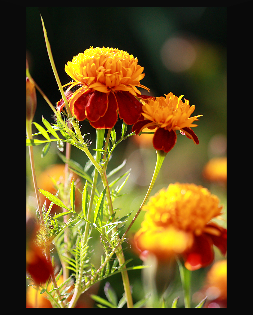 Herbstblumen