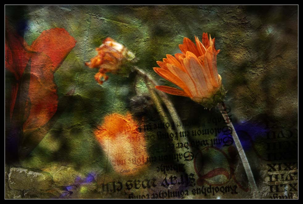 Herbstblumen...