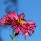 Herbstblumen