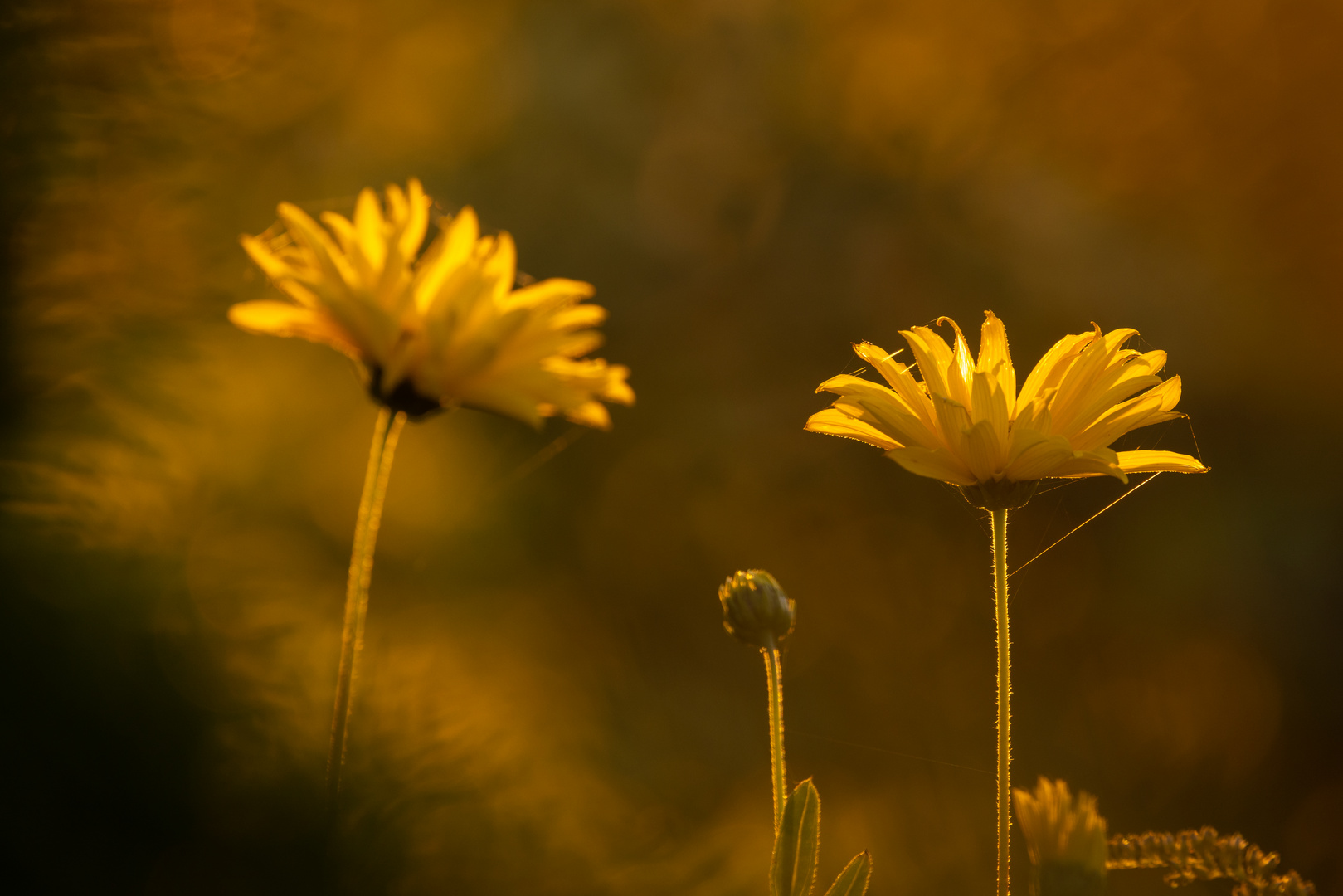 Herbstblumen