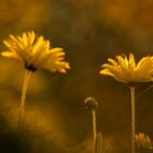 Herbstblumen