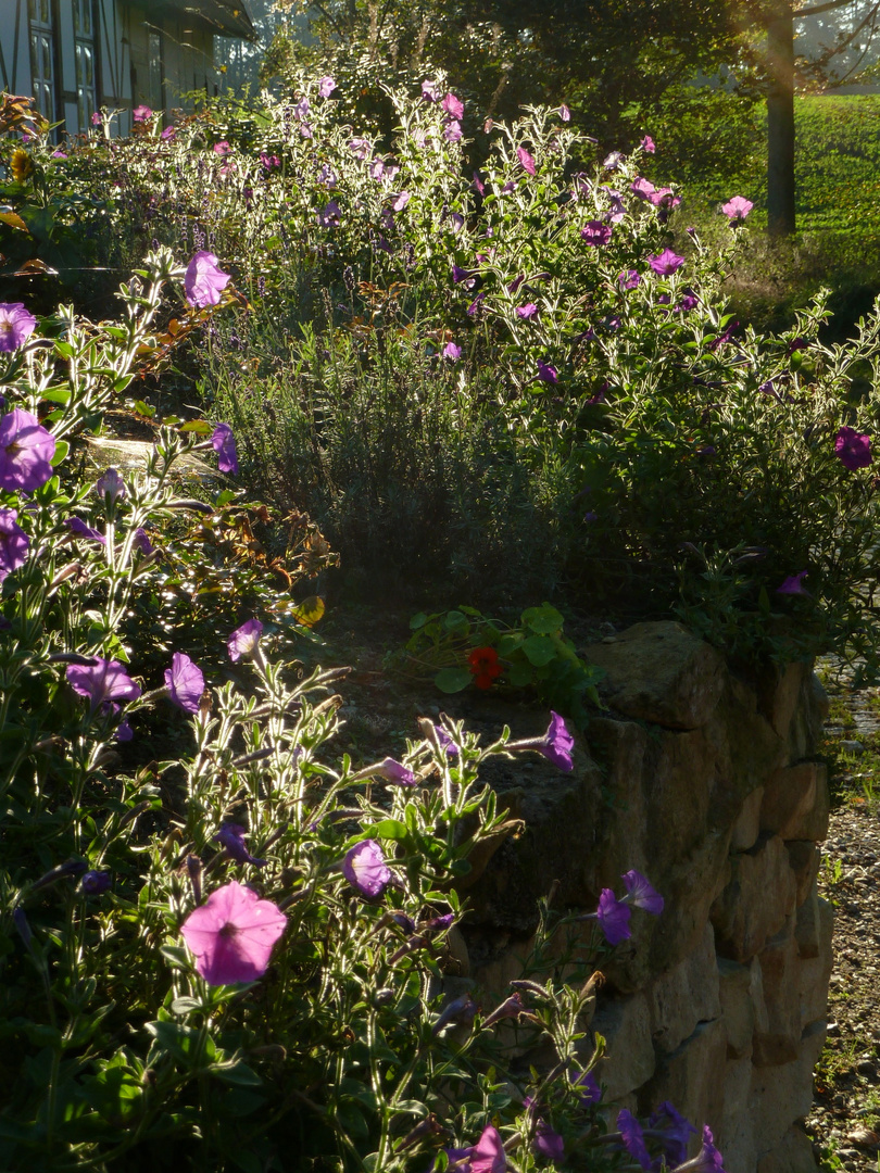 Herbstblumen